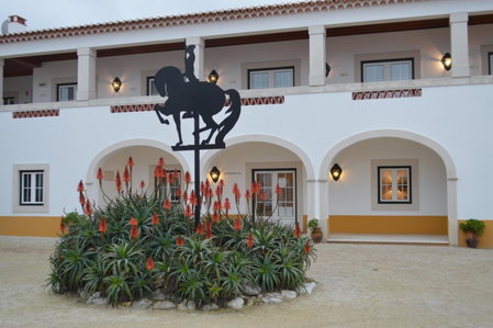 Lusitanus, Golegã, Portugal