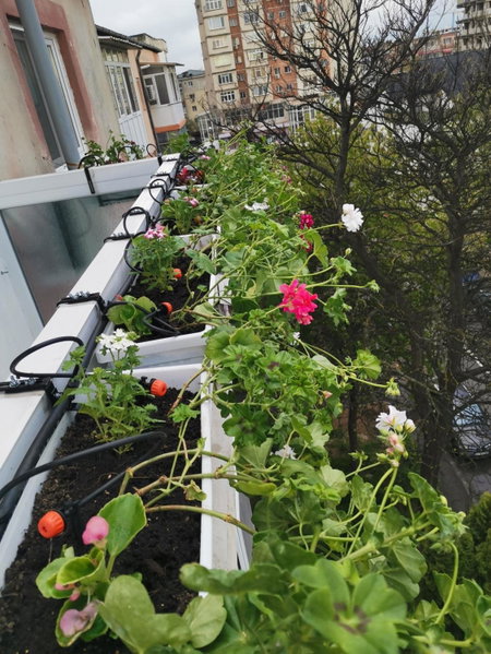 Bloom Box Apartments, Craiova, Romania