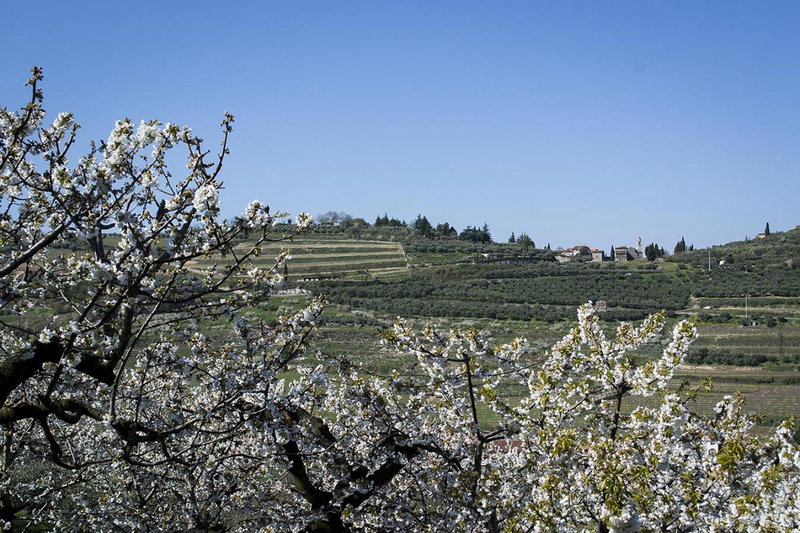 Villa di Cazzano - BioLuxury Living, Soave, Italy