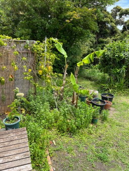 Guesthouse Papaya, Shimoda, Japan