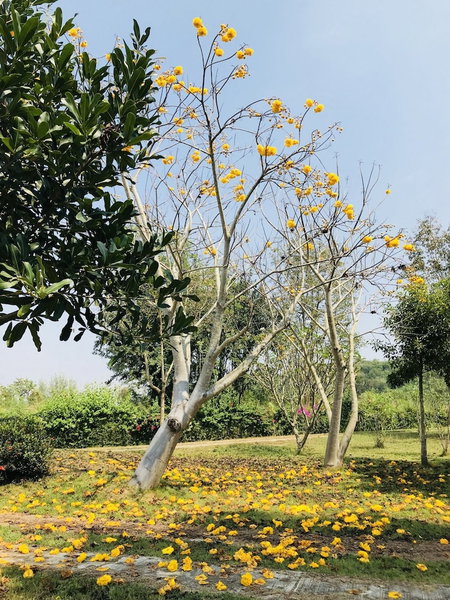 Suan Phueng Pa Wai Resort, Suan Phueng, Thailand