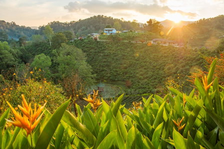 เลาลีฮิลล์รีสอร์ท Laulee hill resort, Chiang Rai, Thailand
