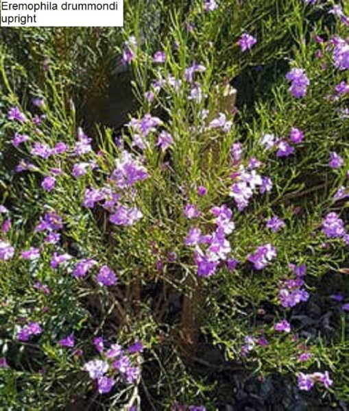 Flinders Ranges Bed and Breakfast, Hawker, Australia