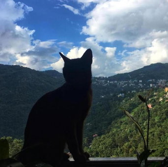 House of Nomad, Gangtok, India