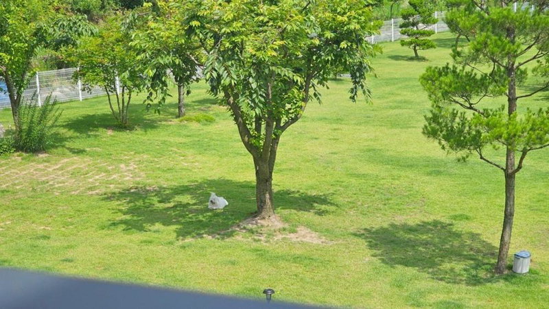 Wonju Gwirae 630 Dog Pool Villa, Wonju, South Korea