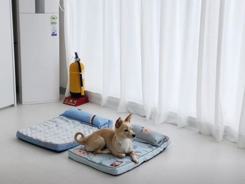 Iksan Dalgwa 7 Pence Pension with dogs, Iksan, South Korea