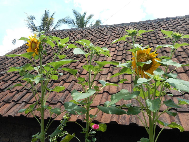 Ming Homestay, Sidemen, Indonesia