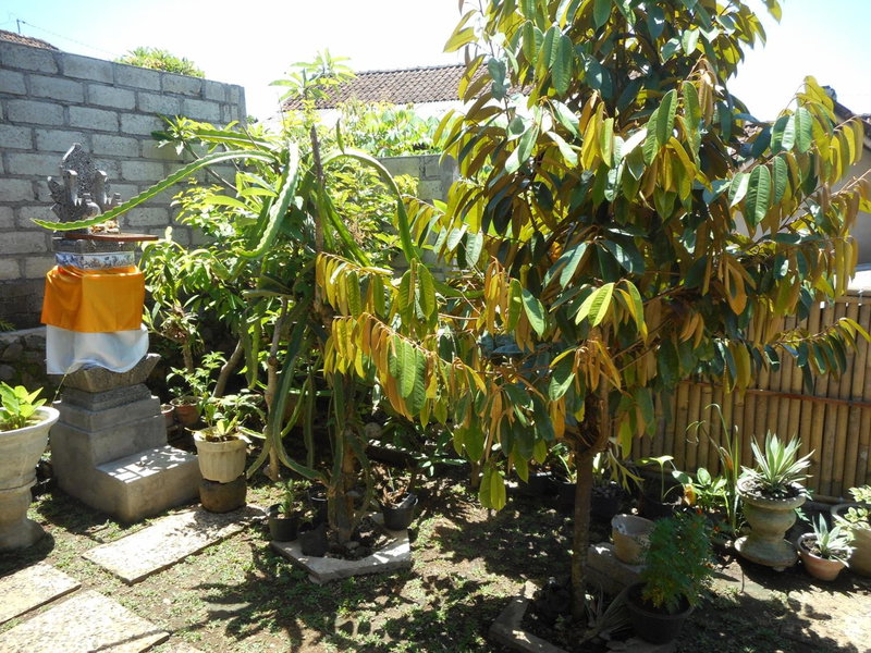 Ming Homestay, Sidemen, Indonesia