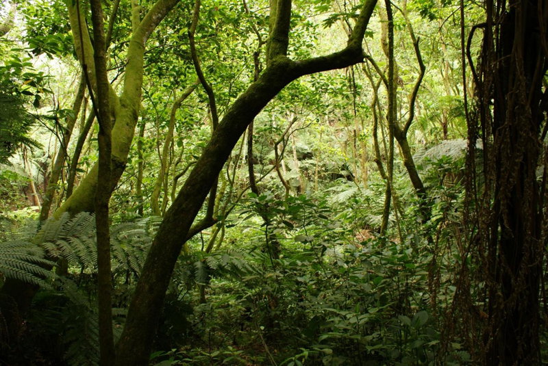 Reserva Azul, Cuetzalán del Progreso, Mexico
