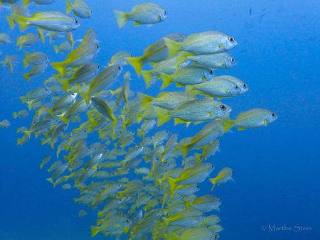 Gracey Dive Resort and Restaurant, Dauin, Philippines