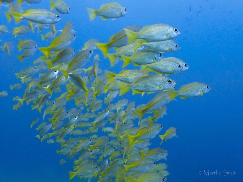 Gracey Dive Resort and Restaurant, Dauin, Philippines