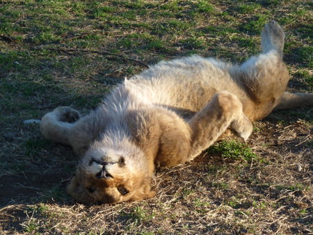 Boskoppie Lion & Tiger Reserve, Kroonstad, South Africa