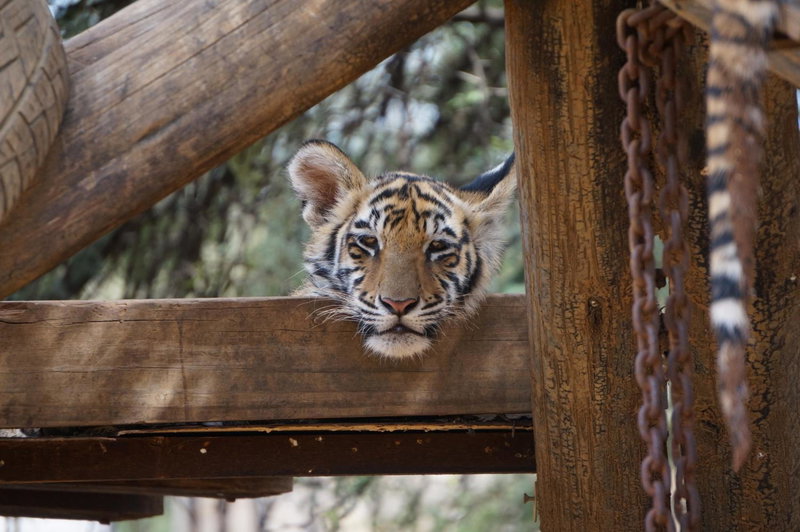 Boskoppie Lion & Tiger Reserve, Kroonstad, South Africa