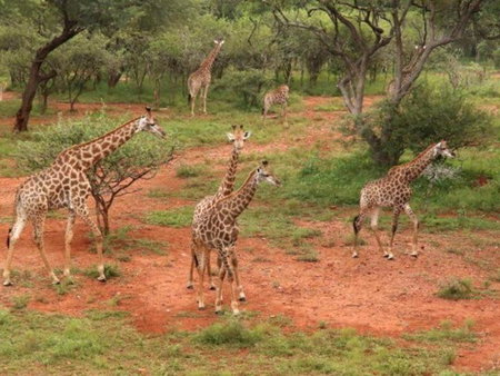 Doornkom, Marloth Park, South Africa