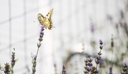 Lavanda Mobile Homes & Villas, Orebić, Croatia