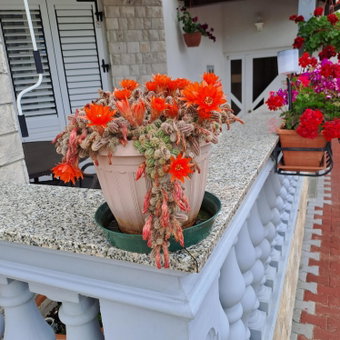 Apartmani Mila-Casa Bianca, Medulin, Croatia