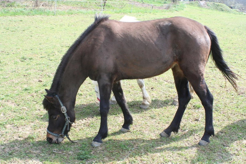 Gadányi Vendégház és Lovarda, Komló, Hungary