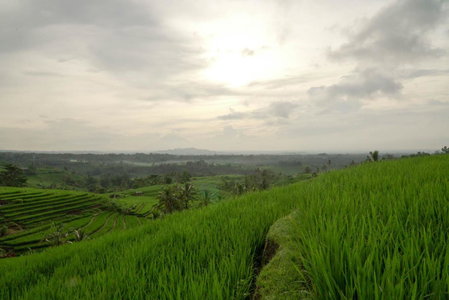 Dukuh Baturan Villa, Jatiluwih, Indonesia