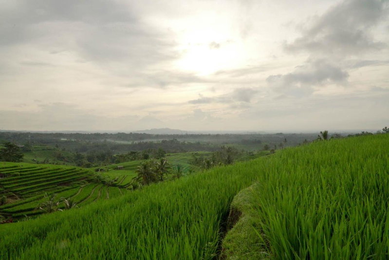 Dukuh Baturan Villa, Jatiluwih, Indonesia