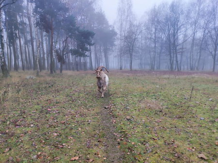 Gniazdo w Felicjanowie, Uniejow, Poland