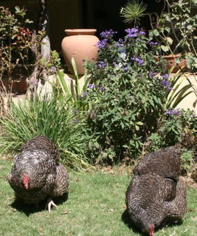 34 Steyn Street, Barrydale, Barrydale, South Africa