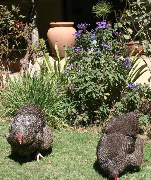 34 Steyn Street, Barrydale, Barrydale, South Africa