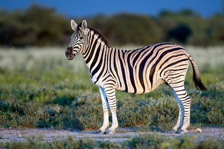 Sentosa Place, Hoedspruit, South Africa