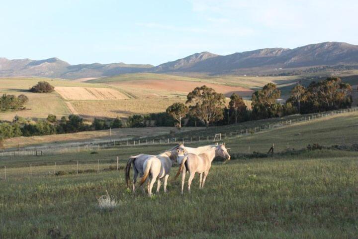 Shabach Farm, Hartebeesrivier, South Africa