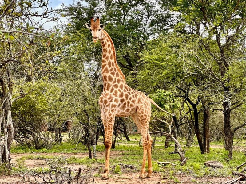 Zaganaga Kruger Lodge, Marloth Park, South Africa