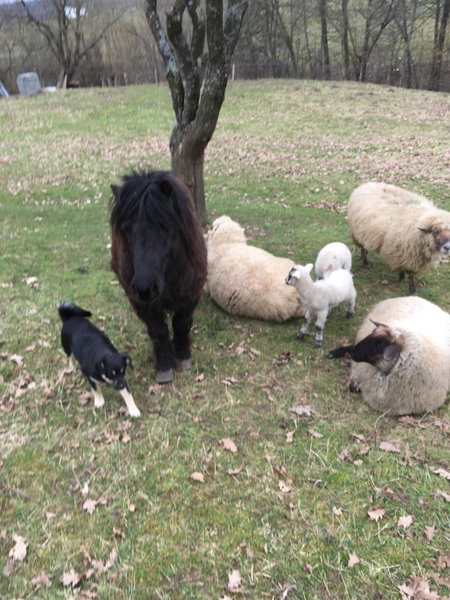 Casuta Cu Flori, Vîlcele, Romania