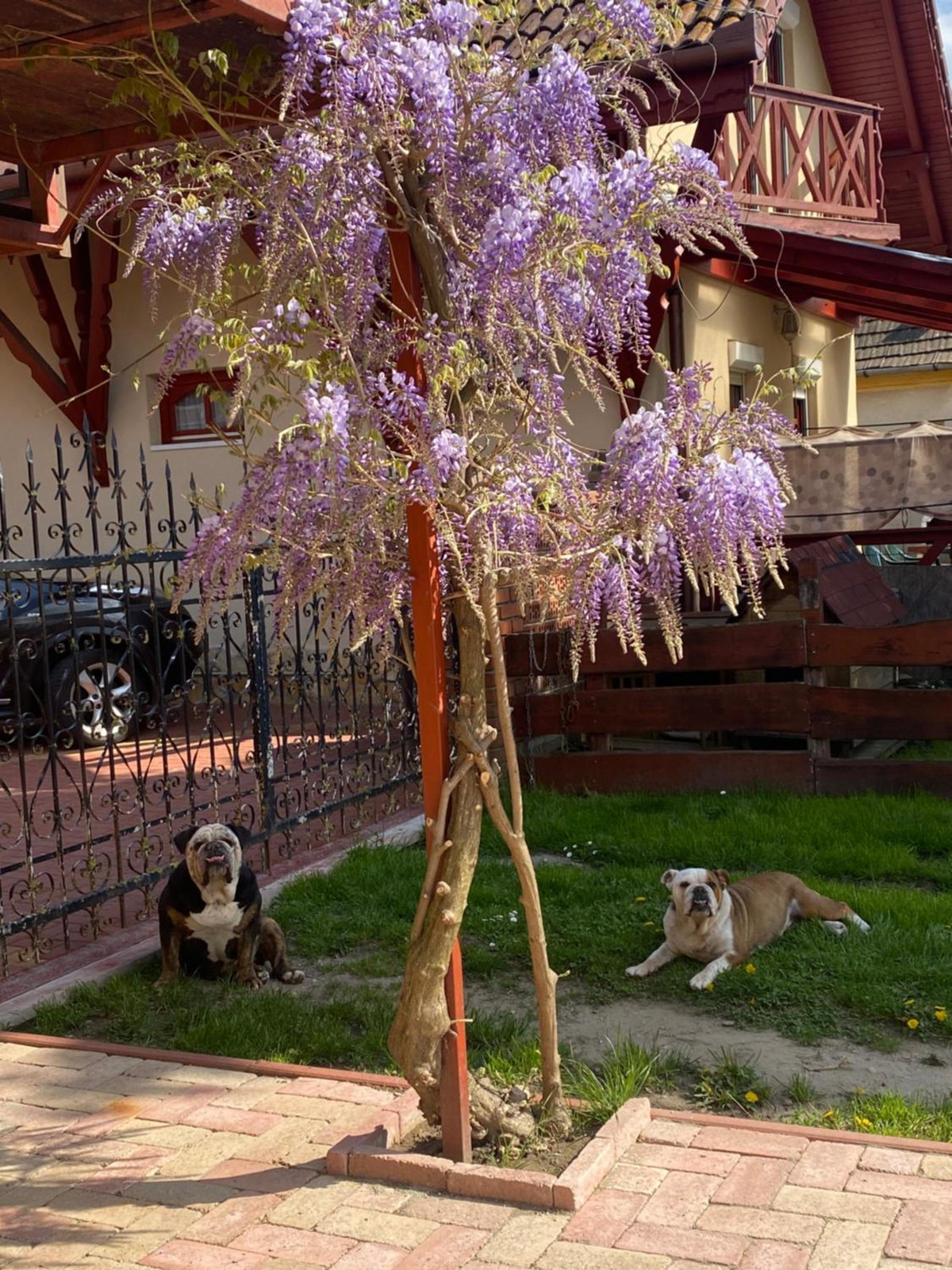 Hotel · Villa Negra Motel, Berzence