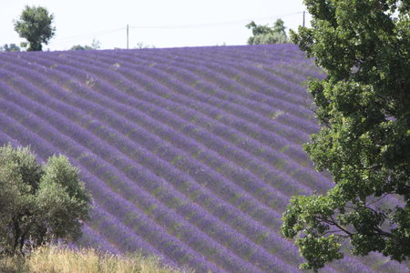 B&B La Grande Dame, Valensole, France