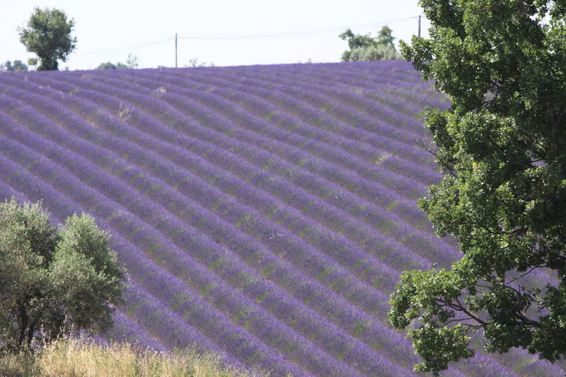 B&B La Grande Dame, Valensole, France