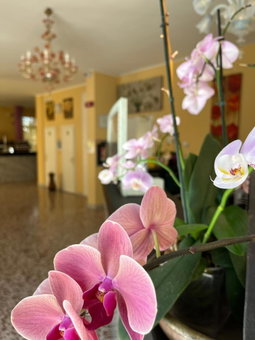 Hotel Astor, Modena, Italy