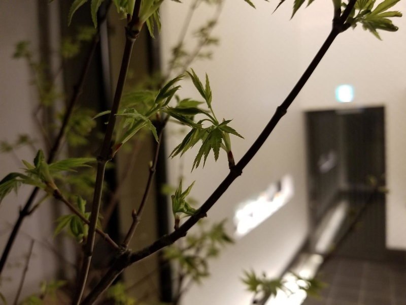 Kyo no yado BOTAN, Kyoto, Japan