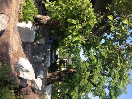 Green Garden Resort, Nakhon Ratchasima, Thailand