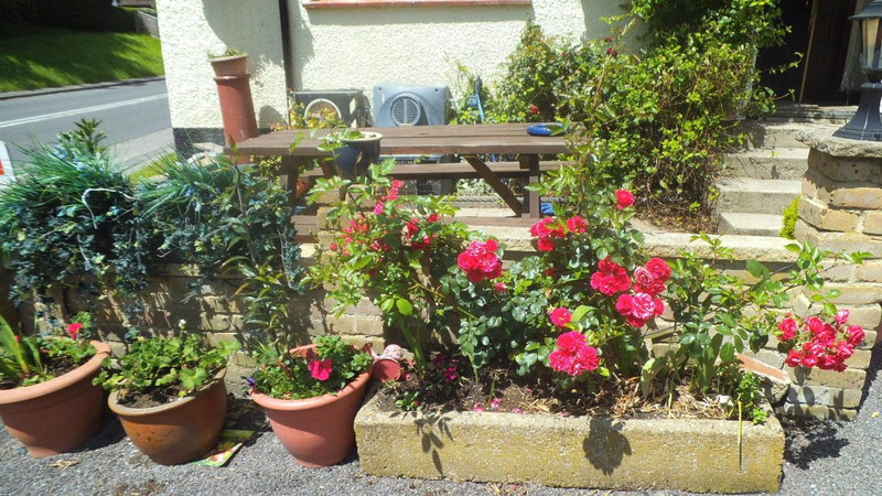 Englands Rose, Thame, United Kingdom