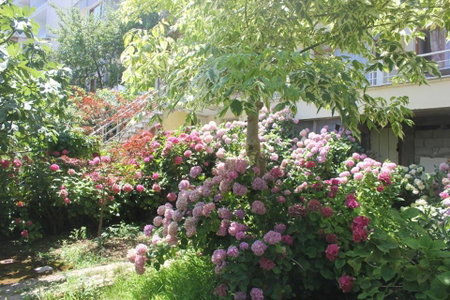 Thermal Orkide Pansiyon, Yalova, Turkey