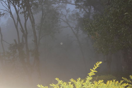 The Cliff Resort, Munnar, Munnar, India