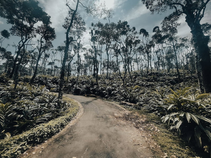 Mystic Mayapott Thekkady, Idukki, India