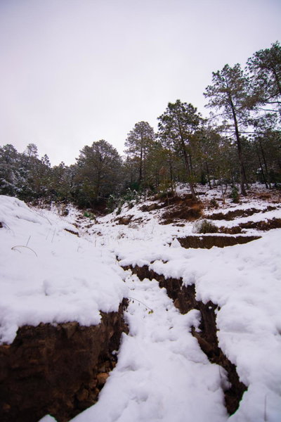 Thehimalayanliving Whistling Pines, Mukteswar, India
