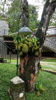 Wildernest, Thekkady, India