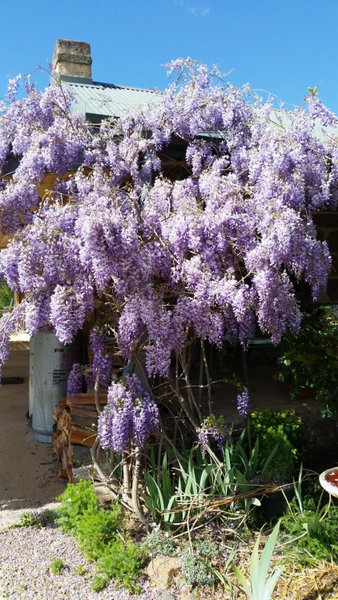 Woodvale at Cooma, Cooma, Australia