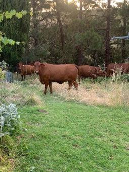 Amazing Views Pet Friendly Bed and Breakfast, Yass, Australia