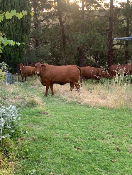 Amazing Views Pet Friendly Bed and Breakfast, Yass, Australia