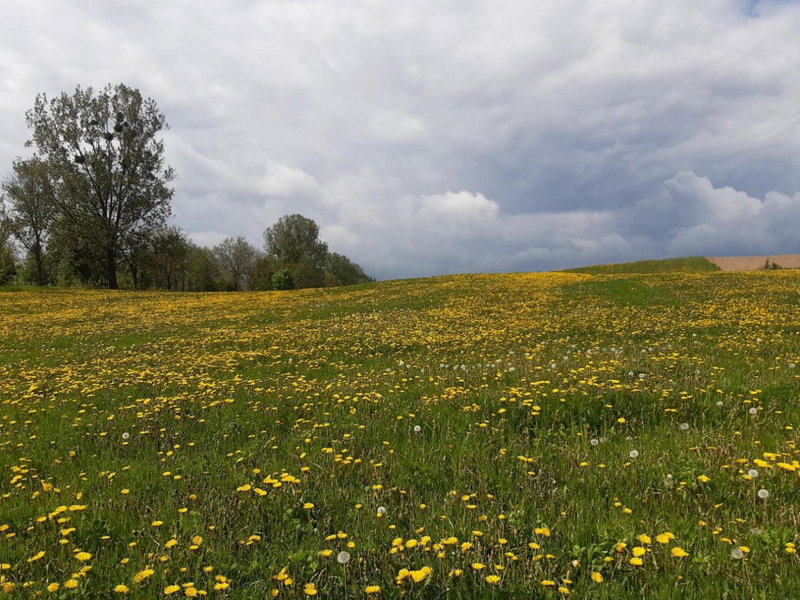Domek w Kwiatach, Mrągowo, Poland