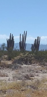 Departamento Irene, San Felipe, Mexico