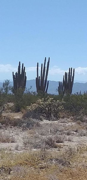 Departamento Irene, San Felipe, Mexico