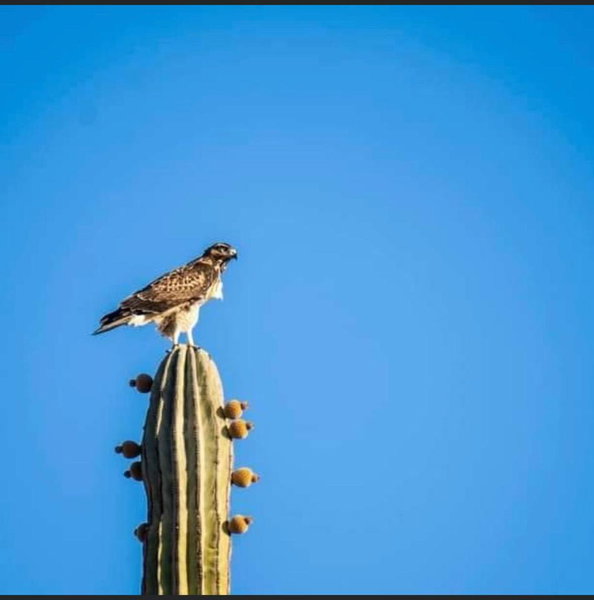 Departamento Irene, San Felipe, Mexico