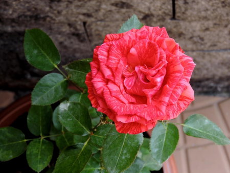 Pousada Pedra Rosa, Florianópolis, Brazil